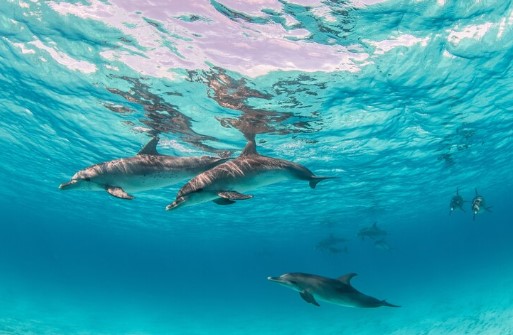 Delfines en la Costa del Sol